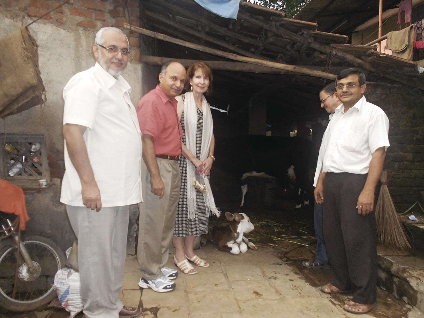 Cow project